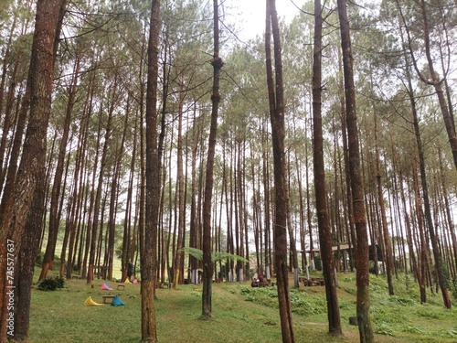 trees in the forest