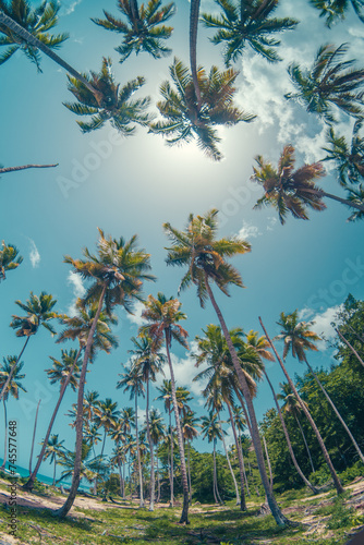palms trees