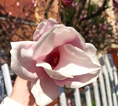 Fototapeta Naklejka Na Ścianę i Meble -  a large pink magnolia flower is held by the hand of a European woman in a knitted cardigan against the background of a spring landscape in Italy
