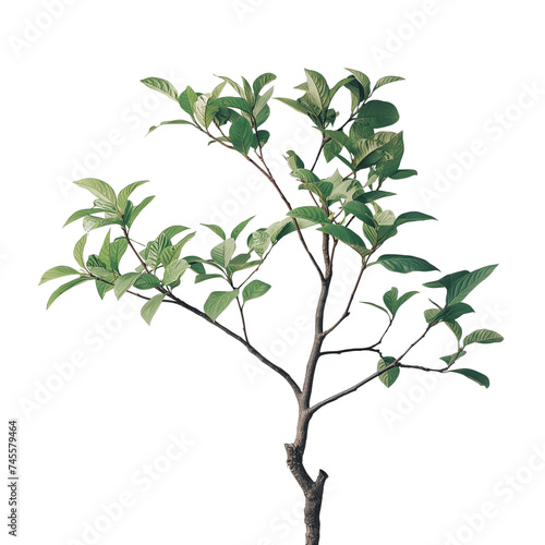 A close-up of a green tree branch with leaves, isolated on white