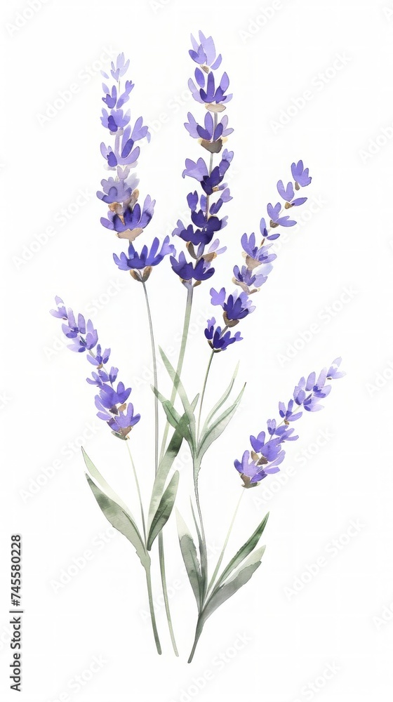Cluster of Purple Flowers on White Background