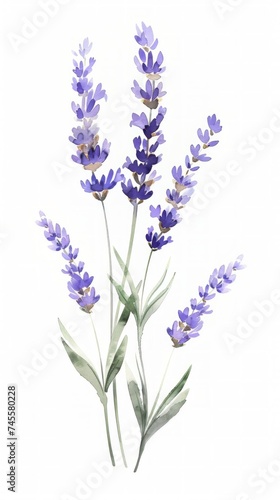 Cluster of Purple Flowers on White Background