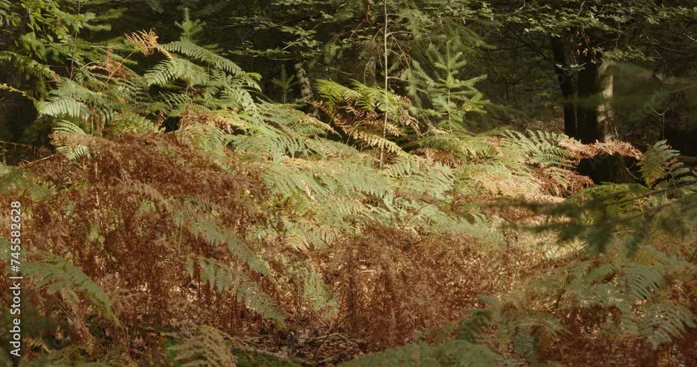 wide shot of autumn ferns bracken at Blackwater Arboretum wide shot of autumn ferns bracken at Blackwater Arboretum