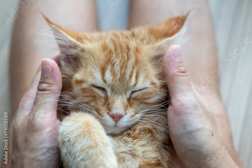 Female hands playing with an orange kitten