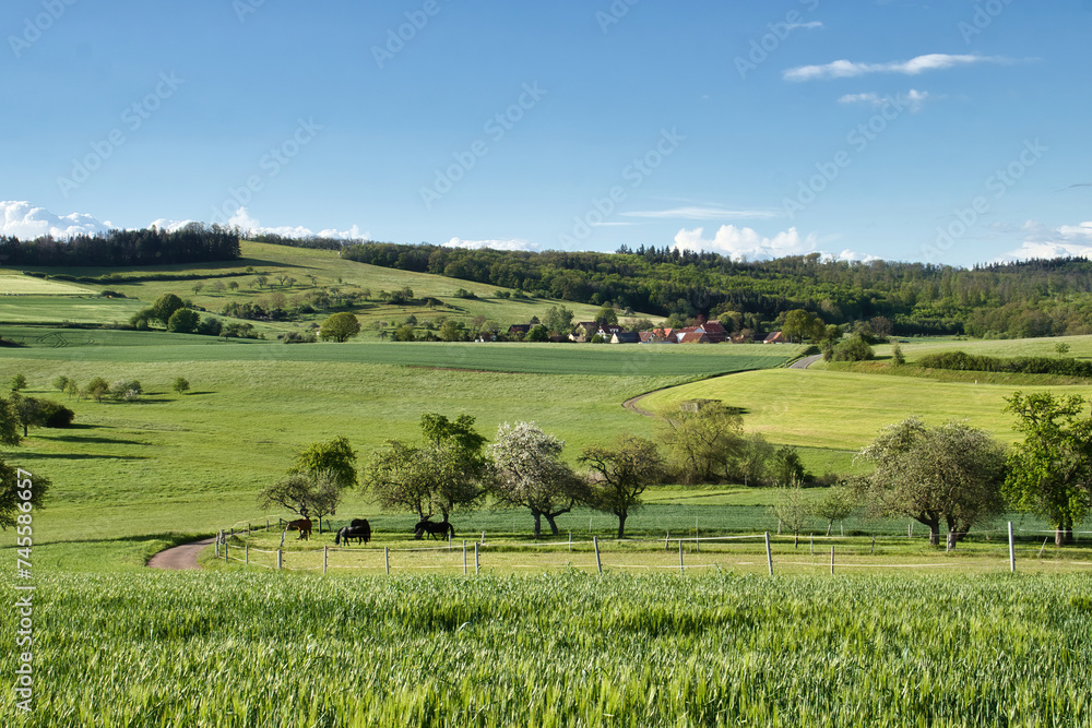 Horses in a pasture surrounded by green fields with hills in the background on a spring evening near Potzbach, Germany.