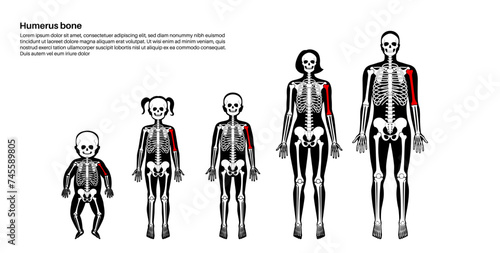 Humerus bone anatomy