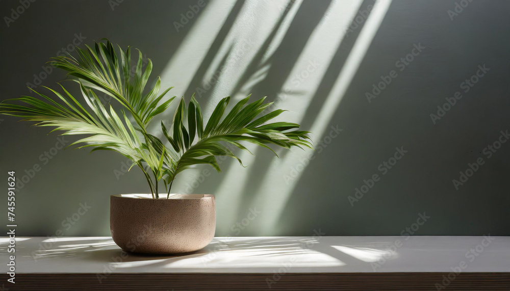 Sustainable Style: Plant Shadow Backdrop for Product Presentation