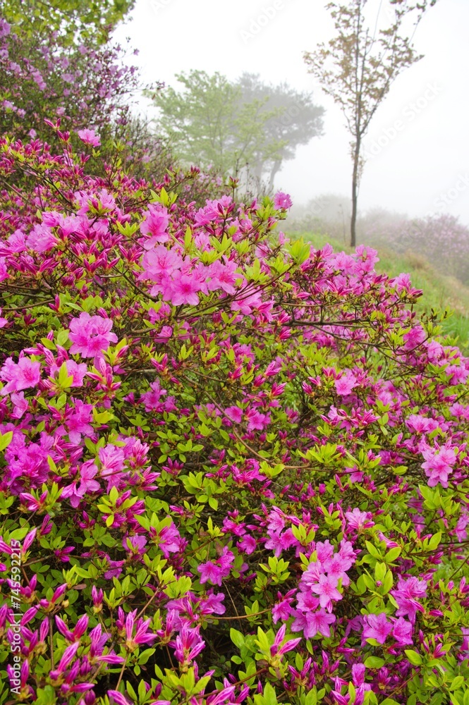 Azalea at Hwangmaesan Mountain in Changnyeong, Korea