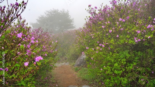 Azalea at Hwangmaesan Mountain in Changnyeong, Korea