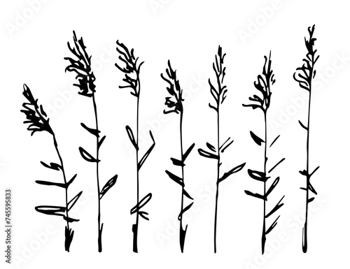 Fototapeta Naklejka Na Ścianę i Meble -  Simple black outline vector drawing. Reeds, stems, marsh vegetation.