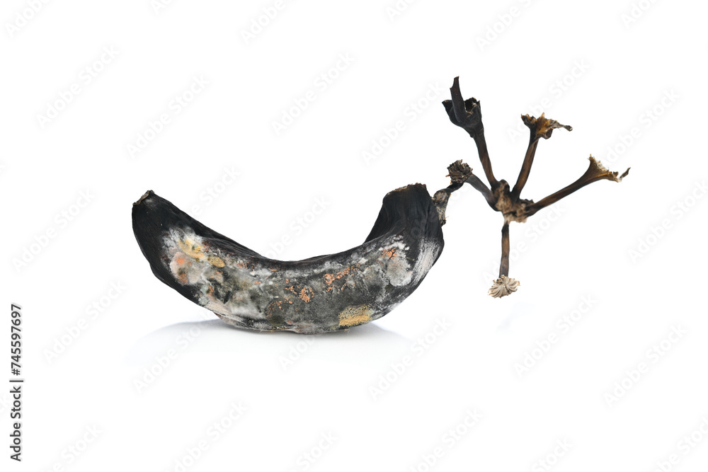 Fototapeta premium Rotten banana close-up isolated on white background 