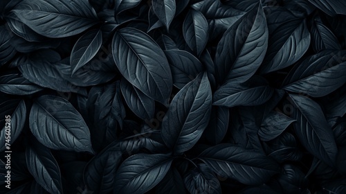 Top view of black leaves, tropical leaf background. © Nikolay
