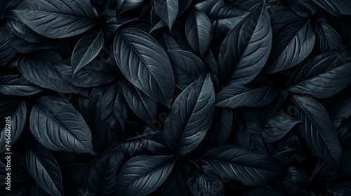 Top view of black leaves  tropical leaf background.