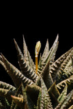 Close up of a cactus on a black background with selective focus