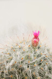Pink flower of Mammillaria fulgida cactus on white background