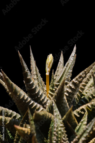 Close up of a cactus on a black background with selective focus