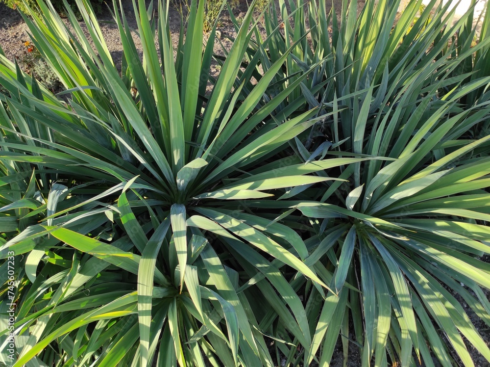 Fototapeta premium green palm tree