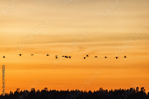 Colorful sunset with a flock of Cranes