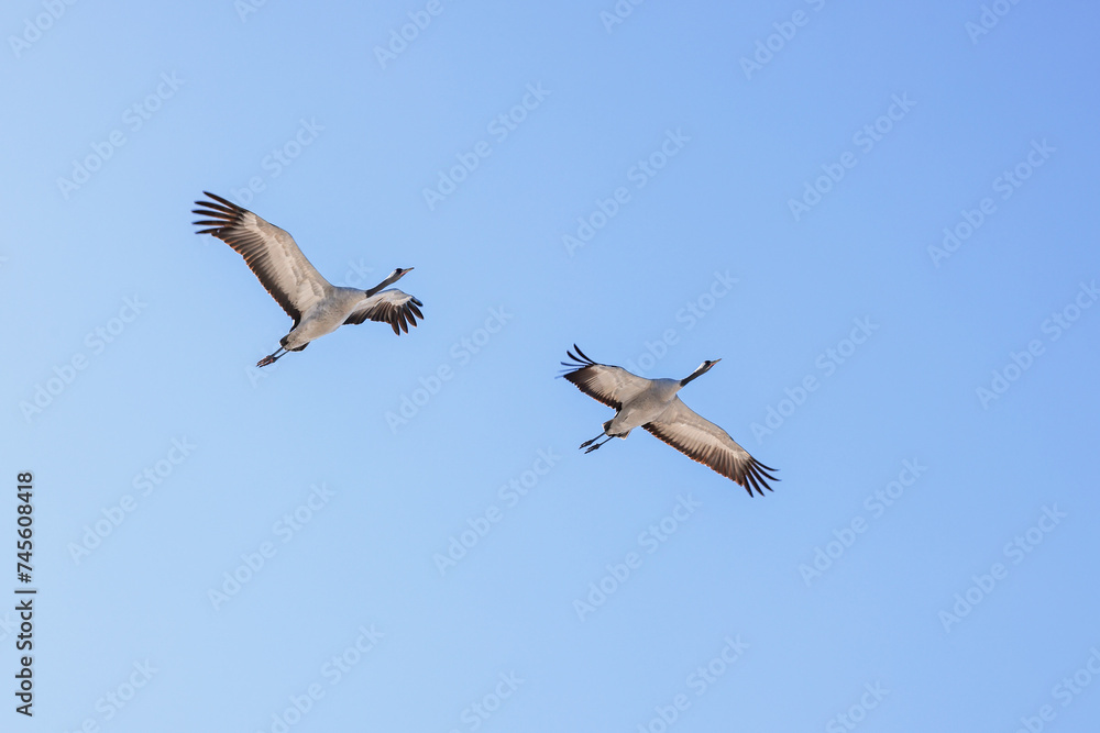 Cranes flying on a blue sky at springtime
