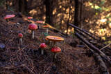 Toadstool mushrooms on a slope in dark forest