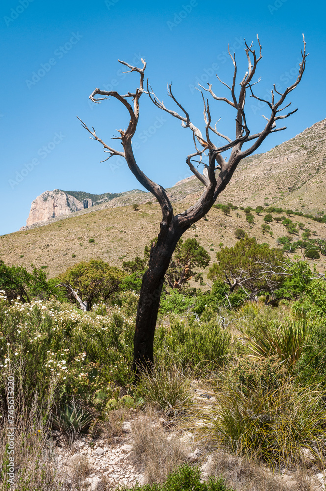 Burnt Dead Tree at Guadalupe Mountains National Park in Western Texas Burnt Dead Tree at Guadalupe Mountains National Park in Western Texas