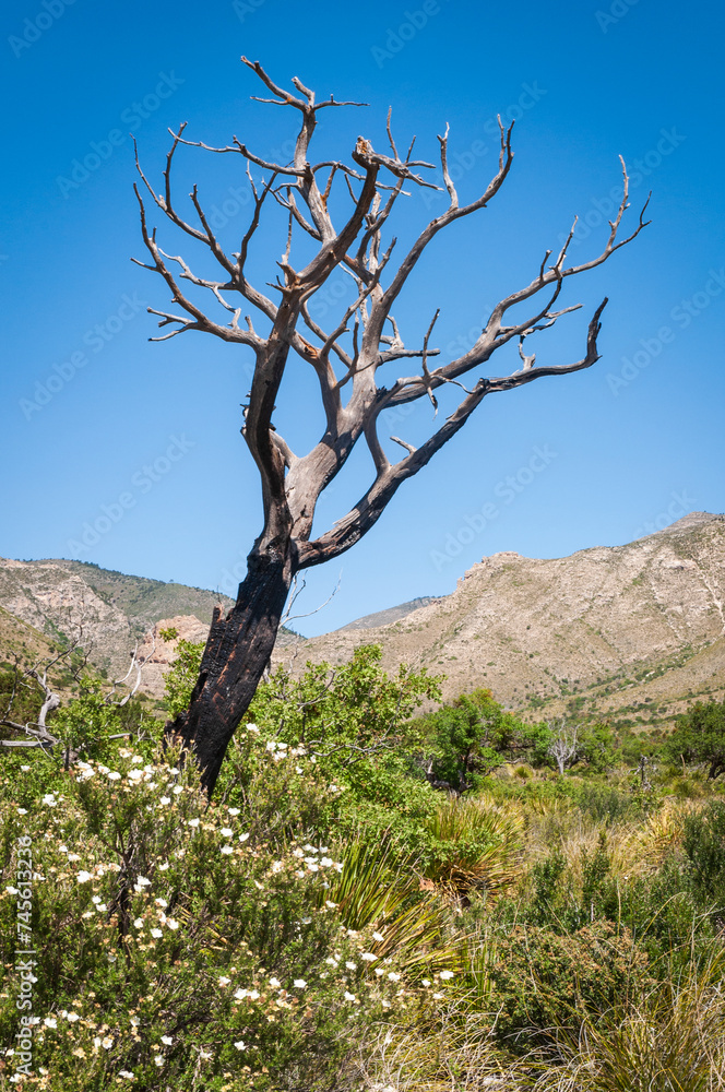 Burnt Dead Tree at Guadalupe Mountains National Park in Western Texas