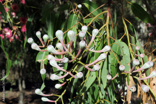 Flower buds on a Eucalyptus gum tree in a garden