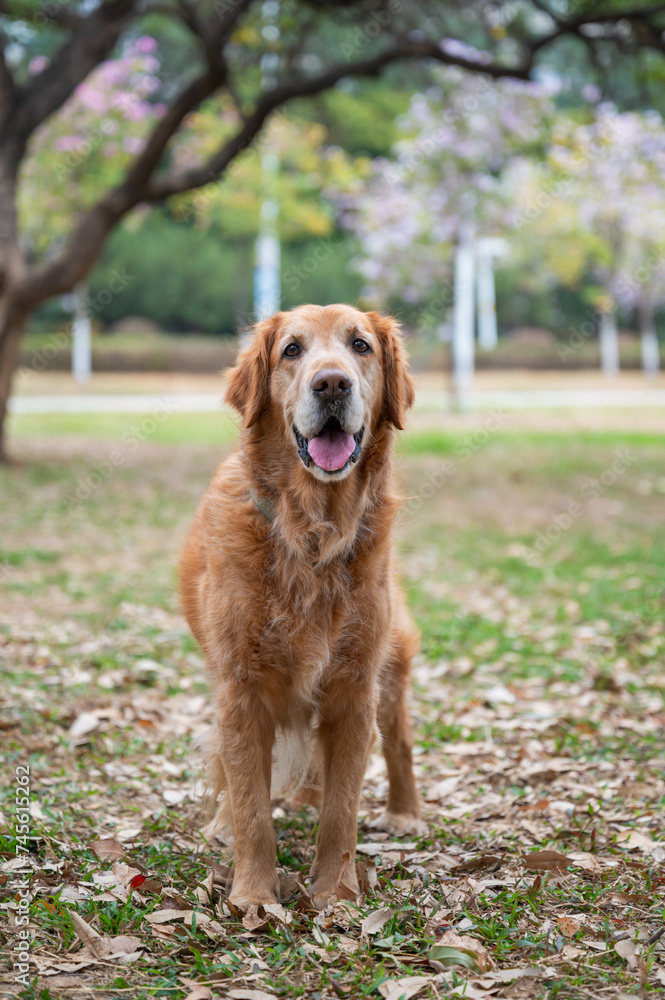 Golden Retriever on grass in park Golden Retriever on grass in park
