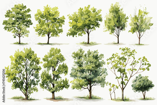 Collection of Isolated Trees on white background. A beautiful trees from Thailand. Suitable for use in architectural design or Decoration work. Used with natural articles both on print and website. photo