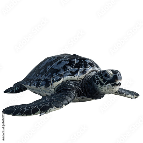 leatherback sea turtles isolated on transparent background, png photo