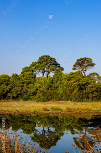 landscape with the moon and tree