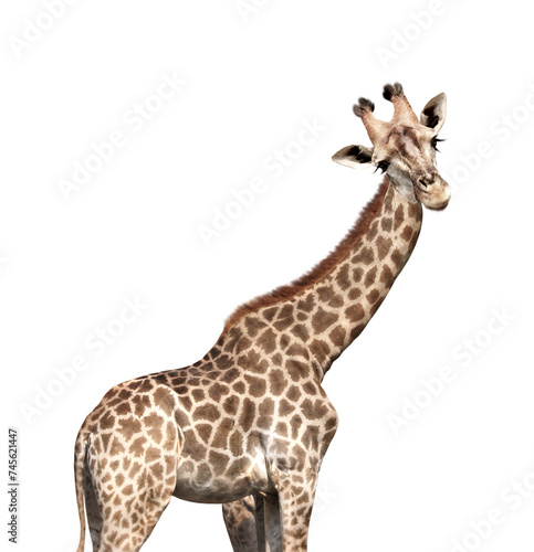 Cute curiosity giraffe. The giraffe looks interested. Animal stares interestedly. Isolated on white background