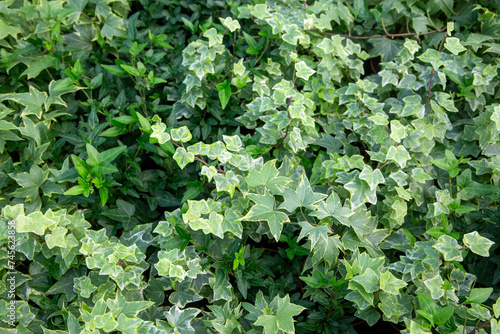 Green Hedera Helix ivy leav...