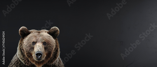 Front view of Sloth Bear on dark gray background. Wild animals banner with copy space © Uwe