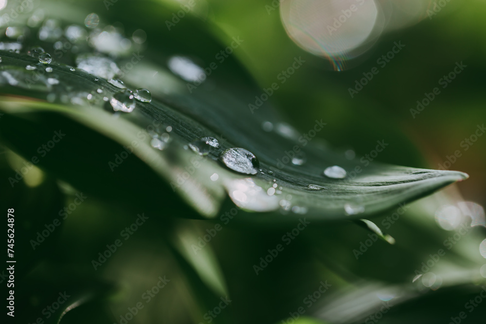 A green plant after rain with water droplets in close-up A green plant after rain with water droplets in close-up