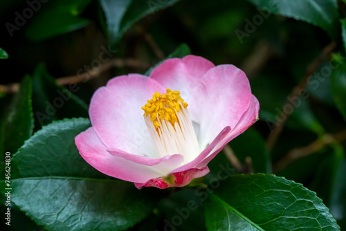 Japanese Camellia  Camellia japonica  in sunny spring. K  ln botanical gardens.