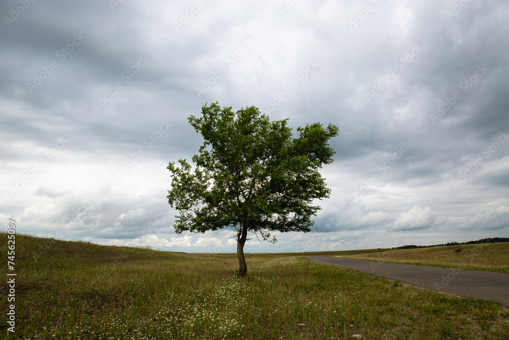 a green tree on a background of grass, meadows and a beautiful sky with voluminous clouds a green tree on a background of grass, meadows and a beautiful sky with voluminous clouds