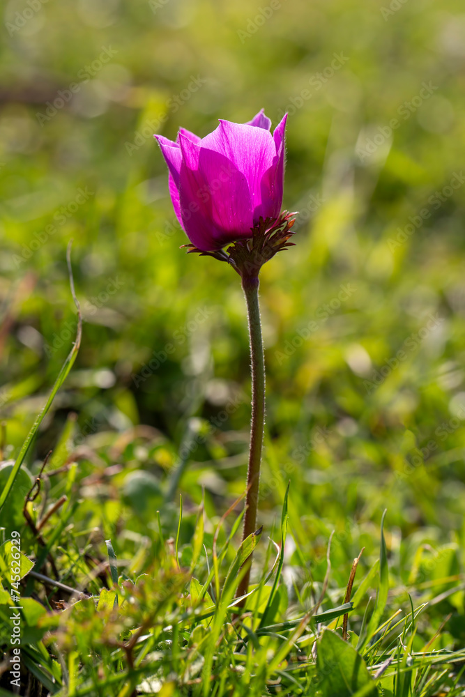 Wild flower in nature, spring season; anemone (Anemone coronaria) Wild flower in nature, spring season; anemone (Anemone coronaria)
