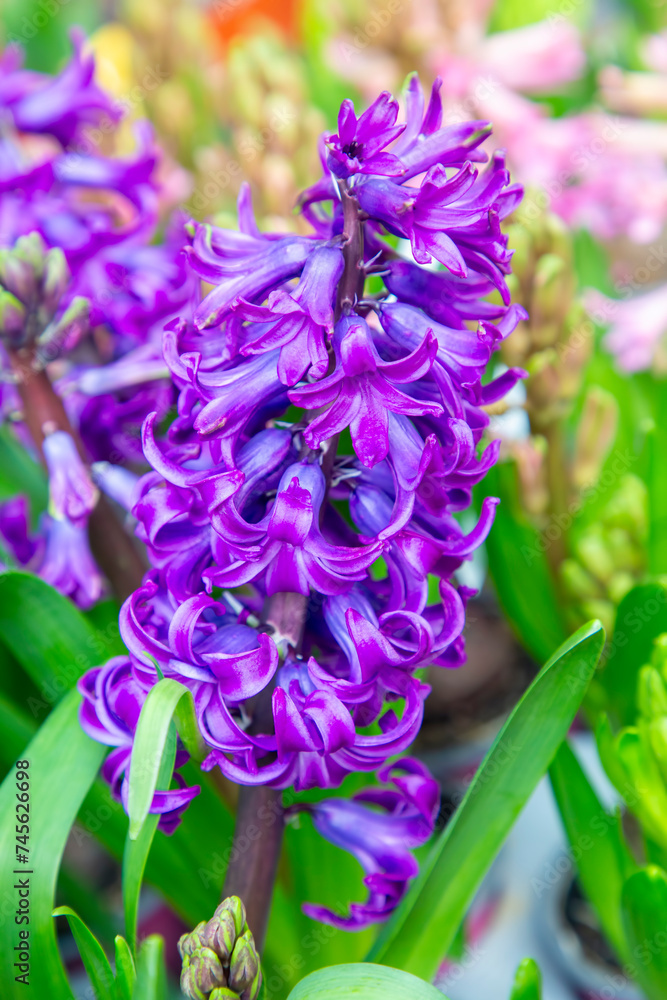 Fototapeta premium Common hyacinth (Hyacinthus orientalis) is a species of flowering plant in the family Asparagaceae, subfamily Scilloidiae