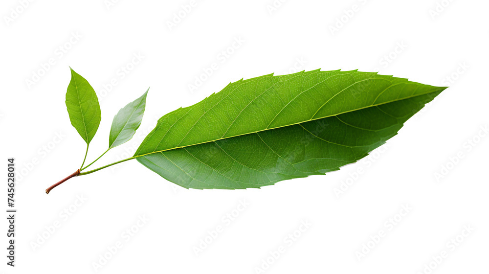 Obraz premium a close up of a leaf