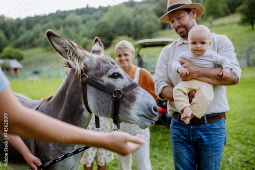 Farmer family petting donkey on their farm. A gray mule as a farm animals at the family farm. Concept of multigenerational farming.
