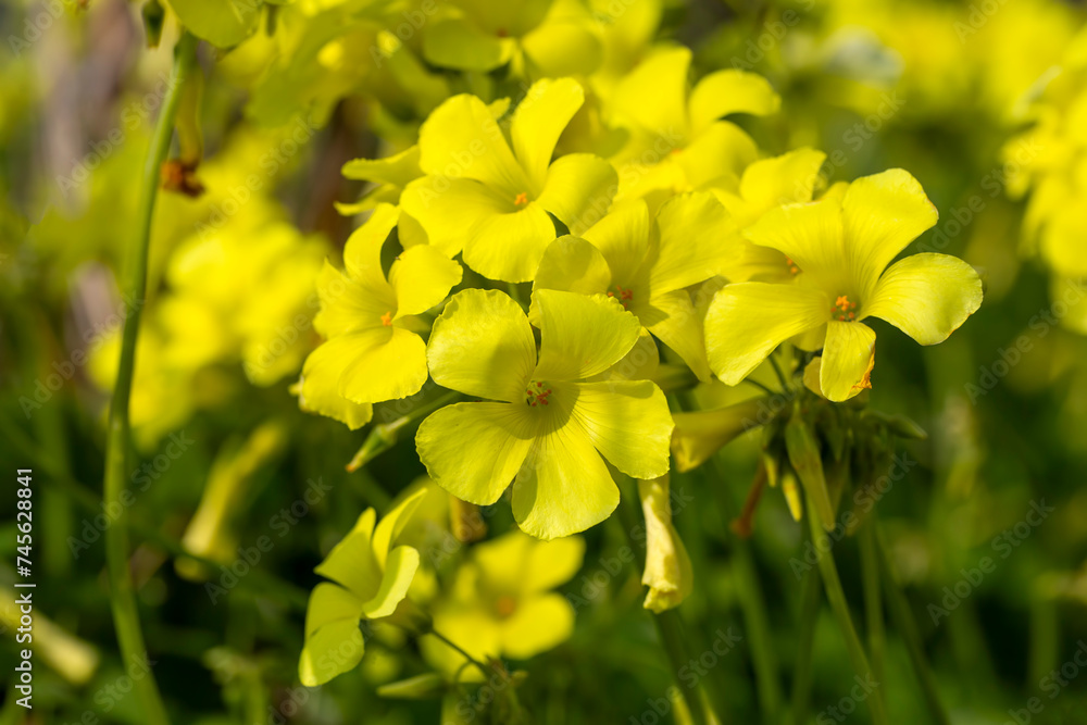 Oxalis pes-caprae is a plant species belonging to the genus Oxalis. Oxalis pes-caprae is a plant species belonging to the genus Oxalis.