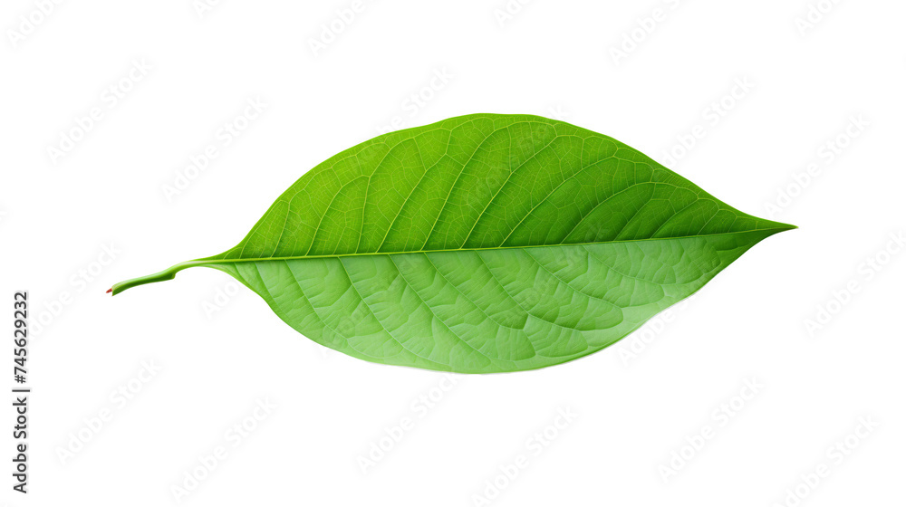 Obraz premium a close up of a leaf