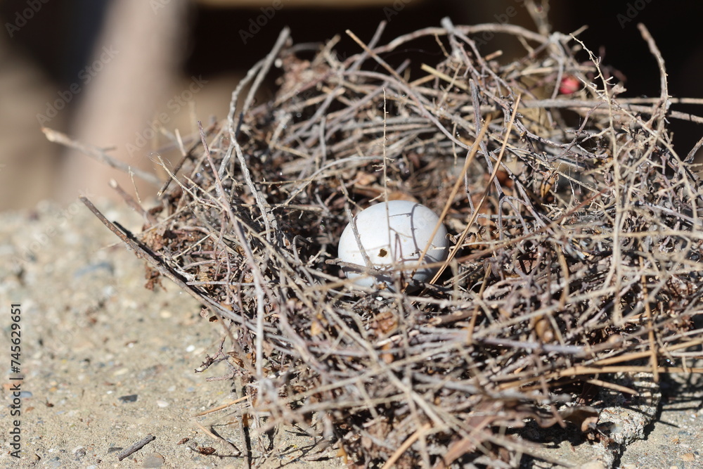 Obraz premium bird nest with an egg in spring