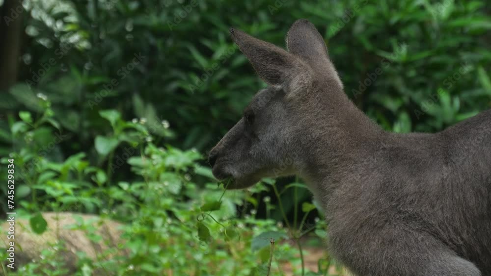 Close-up shot of eastern grey kangaroo (Macropus giganteus), Australia Close-up shot of eastern grey kangaroo (Macropus giganteus), Australia