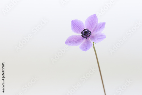 purple anomone flower isolated on white background