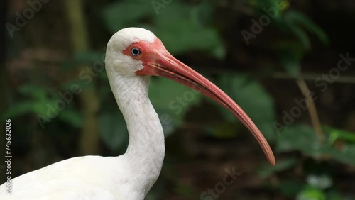The American white ibis bird (Eudocimus albus) photo