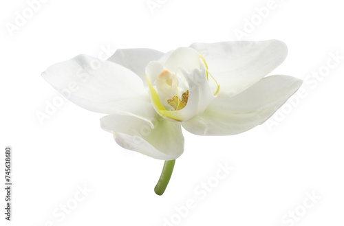 One beautiful orchid flower isolated on white