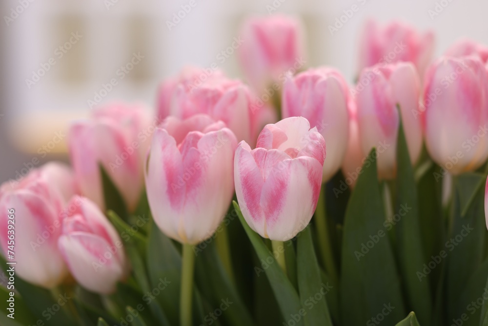 Beautiful bouquet of fresh pink tulips on blurred background, closeup Beautiful bouquet of fresh pink tulips on blurred background, closeup