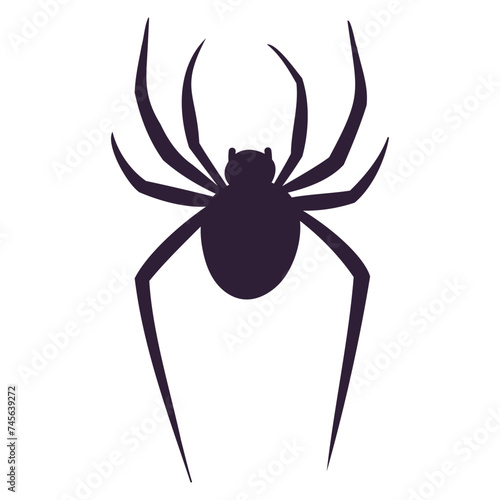 spider isolated